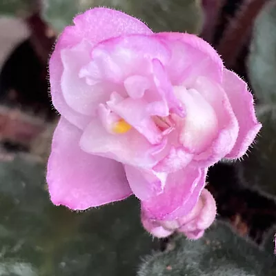 African Violet House Plant   NESS SATIN ROSE   Semimini D. Ness Heat Pk Option • $8.50