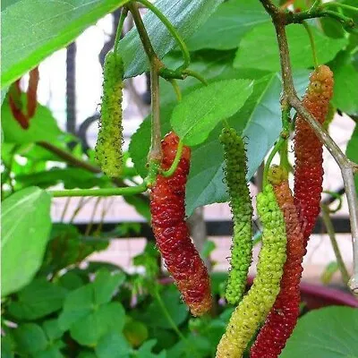 Morus Sp. Himalayan Red  Long Mulberry  10 Fresh Seeds For Planting • $9.99