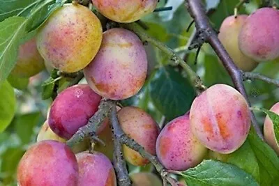 £3.20 • Buy Plum Tree ' Opal ' Garden  Tree  Sweet & Juicy /  Rootstock- Eurosid