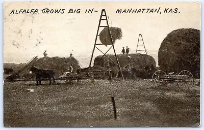 Postcard KS Alfalfa Grows Big In Manhattan Kansas Riley County KS03 • $7.99