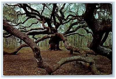 John's Island South Carolina SC Postcard The Angel Oak Over 1400 Years Old C1960 • $9.95