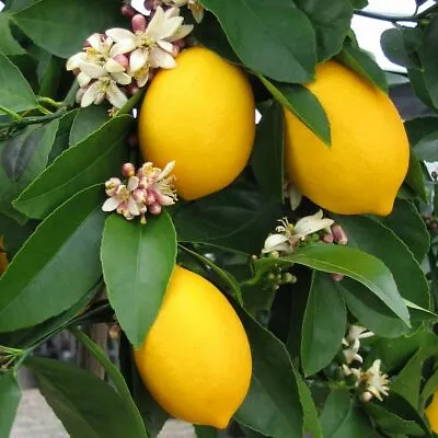 Meyer Lemon Tree - 26-30  Tall - Live Fruit Plant - Gallon Pot - Citrus × Meyeri • $89.95