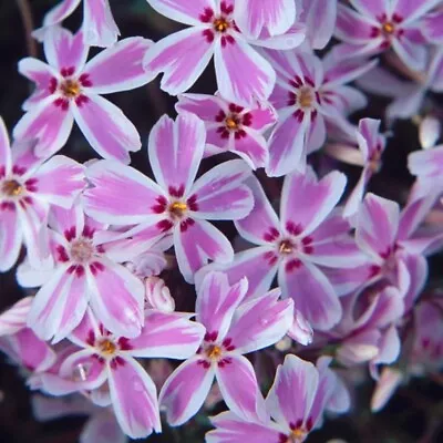 £8.99 • Buy Phlox Plug Plants Garden Pink White Flower Evergreen Pot Patio Planter Pack Of 3