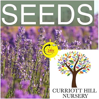 🇬🇧 Lavender  Vera  350 Herb Seeds. • £1.99