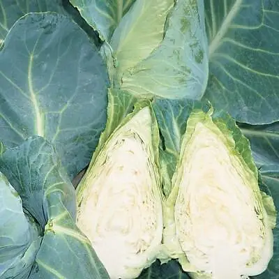 Cabbage Seeds Hardy Annual Vegetable Plant 'Caramba' 1 Packet 30 Seeds T&M • £3.49