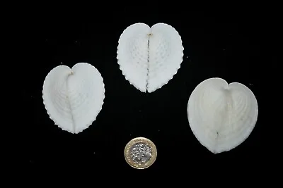 3 LARGE 'Heart Cockles' • £7.50