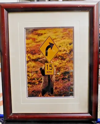  Curves Ahead-Grizzly  Bear Photo By Thomas Mangelsen Signed 8x10 Framed 1993 • $456