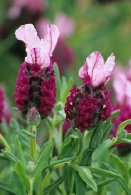 £9.99 • Buy 3x Lavender Red Flowering, Kew Red, Plug Plants, Perennial, Fragrant Flowers