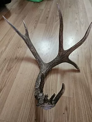 Mule Deer Antlers • $45