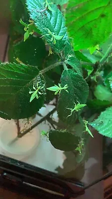 £25 • Buy 10x Leaf Insect Nymphs Unsexed (Phyllium Philippinicum ) M + F. 2-4 Weeks Old