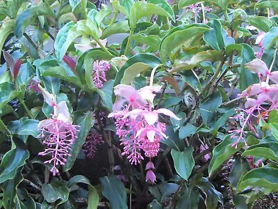 ~CHANDALIER PLANT~ Medinilla Cummingii~Live Plant~Pendulous Pink Blooms~RARE HTF • $29.99