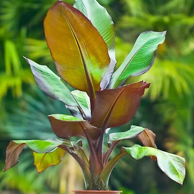£14.99 • Buy 1x Musa Ensete Maurelii Red Plant 40/45cm 1L Pot Red Leaved Banana Plant Tree