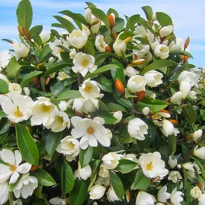 Fairy Cream~Michelia Doltsopa Magnolia Tree~Cream Fragrant Blooms! Well Rooted! • $50.99