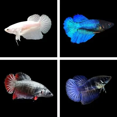 Halfmoon Betta Female | Randomly Selected | Betta Splendens | Labyrinth Fish • £12.65