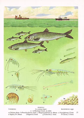 Herring Fish Print Picture Vintage 1985 IBOV#21 • $4.34