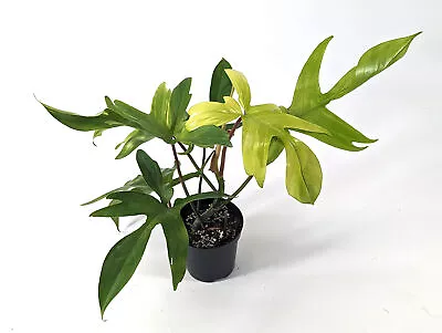 Philodendron Florida Ghost Mint - Large 4 Inch Pots Or Small 3 Inch Starter • $44