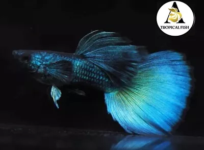 $34.95 • Buy 1 Trio ☆ Live Aquarium Guppy Fish High Quality - Green Moscow VIP