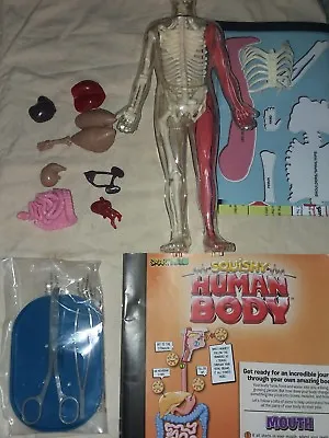 SmartLab Toys Squishy Human Body 12 Inches Visible Man Skeleton Model  • $20