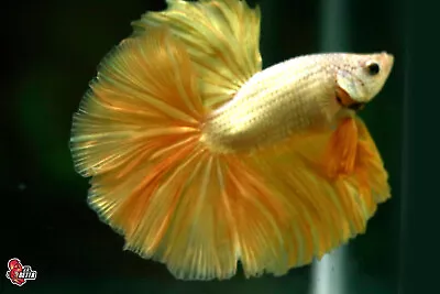 Live Betta Fish Aquarium Yellow Dragon Male Halfmoon #F709 Thailand Seller • $10