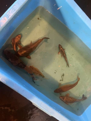 £6 • Buy Ghost /common Carps For Sale 5-7” Long X1 Fish