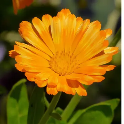 Marigold Seeds - Calendula Officinalis - Pot English Marigold Seeds • £1.99