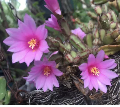 Hatiora Rhipsalidopsis Rosea EASTER CACTUS 2 Cuttings Zygocactus • $20