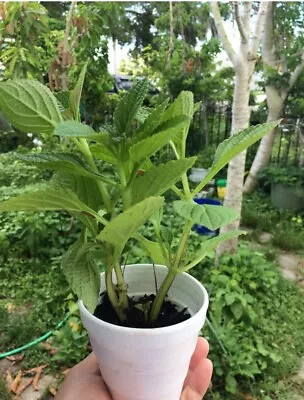 African Potato Mint - 3 Plants In A Cup 5-9” Length /  Organic Growth • $17