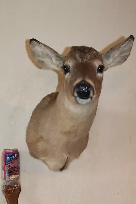 Yearling Whitetail Deer Head Shoulder Mount Taxidermy Cape Shed Antler Hunt Mule • $200