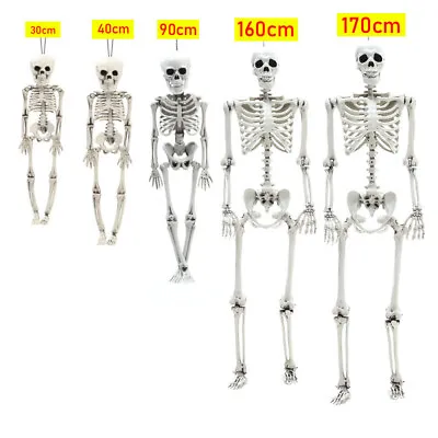 Huge Full Life Size Human Skeleton Poseable Skull Bones Haunted House Party Prop • £6.95