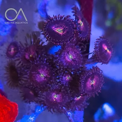 Large Purple Bees Colony Zoa Frag Coral WYSIWYG • £11.99