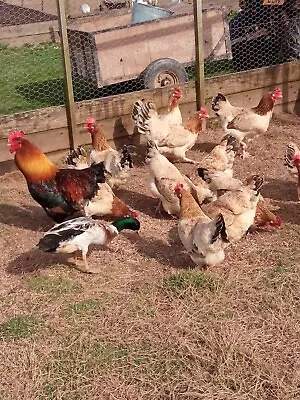 6 Exhibition Quality French Wheaton Marans LF Hatching Eggs  A&J Poultry • £20.99