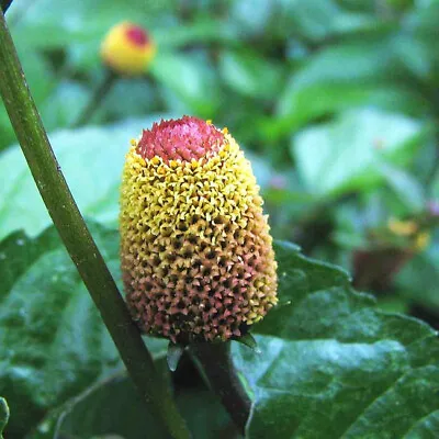 Spilanthes Acmella - 200 Seeds - Toothache Plant Medicinal • £1.25