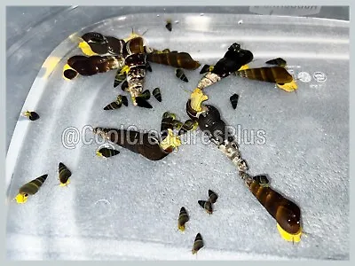 20 Baby Yellow Rabbit Snails. Free USPS Priority Included! • $175