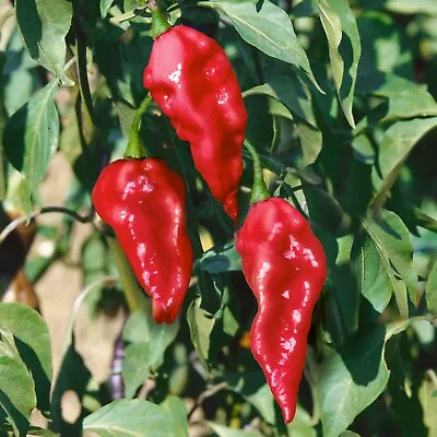 10 Premium Brazilian Red Ghost Pepper Seeds Spicy/Hot ! Atomic USA !! • £5.62