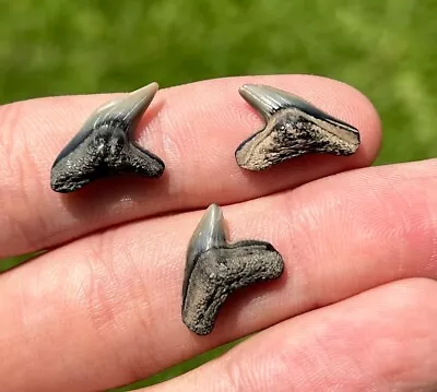 Maryland Fossil Tiger Sharks Teeth LOT Megalodon Age Miocene Fossil Collection • $8.99