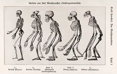 1907 ERNST HAECKEL Primate Skeleton Illus. NEW Fine Art Giclee Print Human Chimp • $13.99