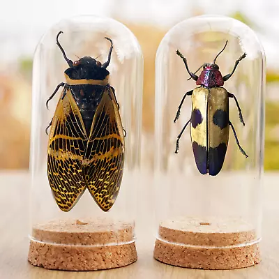 Real Cicada & Beetle Glass Dome Dried Taxidermy Insect Bugs Gitf For Lover • $45