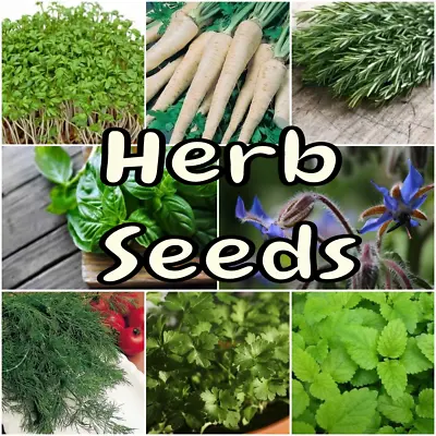 £1.99 • Buy Herb Seeds Selection 40 Different Varieties Basil Dill Celery Parsley Peppermint