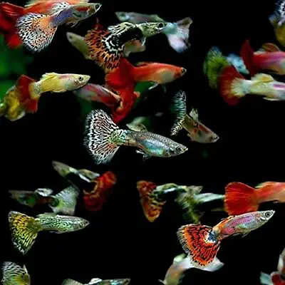 5 Fancy Guppy Males Live Freshwater Aquarium Fish • $12.75