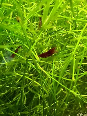 10+5 Red Cherry Shrimp - Freshwater Neocaridina Aquarium Shrimp • $30