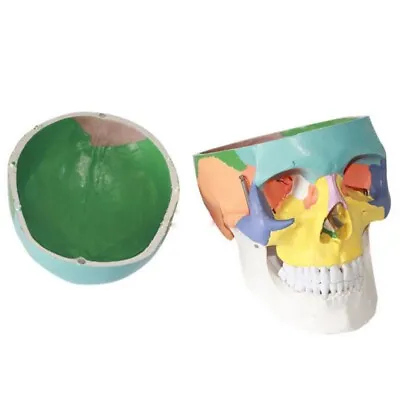 Human 1:1 Size Skull Colored Bone Joint Simulation Model Medical Anatomy USA • $43.69