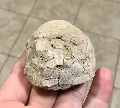 $359 • Buy Rare Juvenile Fossilized Turtle/Tortoise Shell -BADLANDS- WHITE RIVER FORMATION