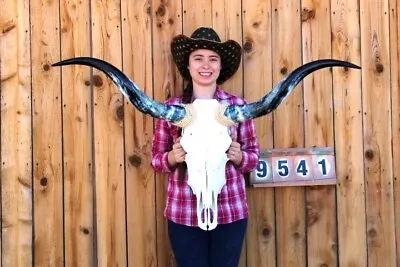 Steer Skull Polished Long Horns Mounted Art!! 3' 11  Cow Bull Longhorn H9541 • $334.95