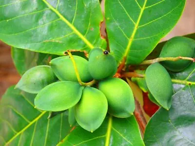 $14.50 • Buy   Almond Tropical  Live Tree Fruit Terminalia Catappa Rare Exotic