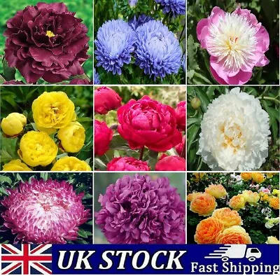 Mixed Color Double Peony Seeds Garden Flower Plant Seeds • £9.50