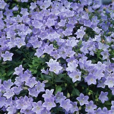 Campanula Yvonne Plug Plants Bellflower Lilac Blue Flowers Evergreen Pack Of 3 • £9.46