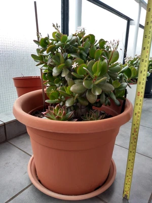£15 • Buy COLLECTION ONLY: Jade (Money Plant) / Crassula In Pot With 2 Succulents 
