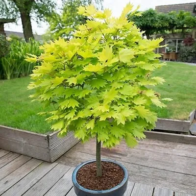 Acer Tree Jordan Golden Full Moon Shirasawanum Maple 3Lt Pot Plants To Your Door • £28.99