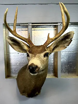 Mule Deer Head Mount Taxidermy Antler Cape Whitetail Log Cabin Decor Hunt Horn • $239.99