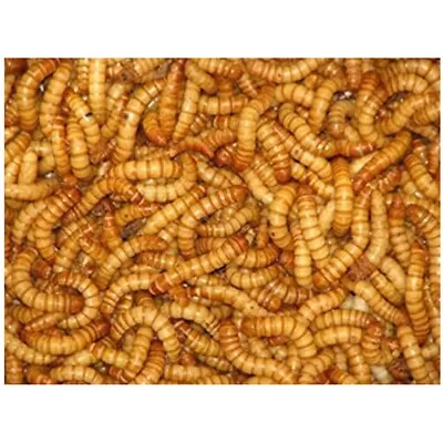 MEALWORMS 100 Count Live Fisning Bait And Pet Feeder • $12.99